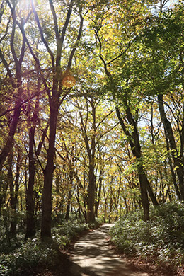 大菩薩峠の紅葉