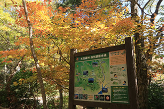 大菩薩峠の紅葉